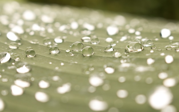 Primo piano di gocce d'acqua su foglia verde con la natura in stagione delle stagioni piovose