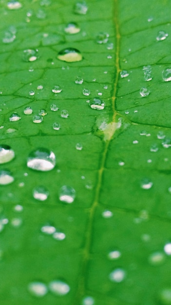 Photo close-up of water drops on green leaf