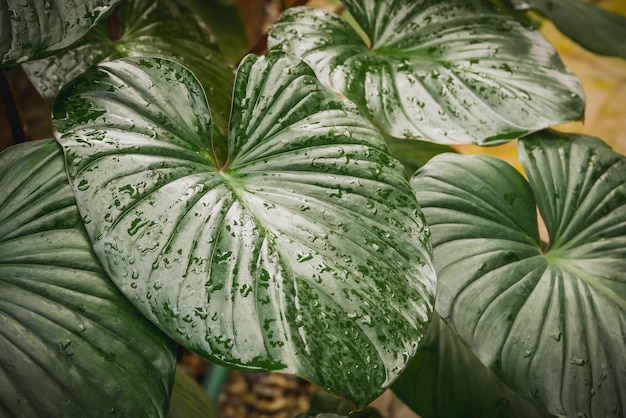 Photo close-up of water drops on green leaf