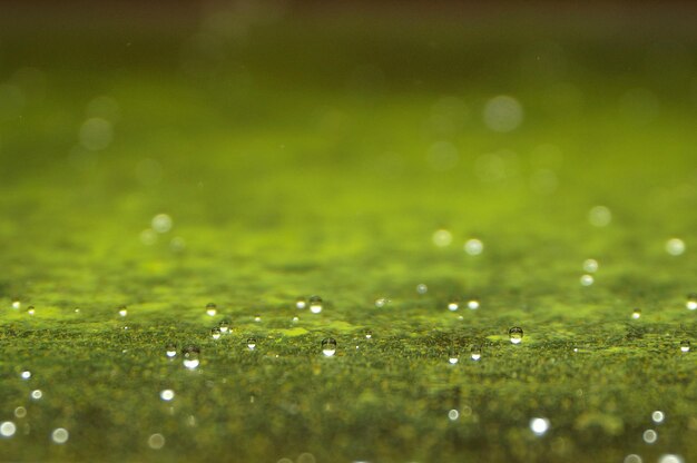 Close-up of water drops on green leaf