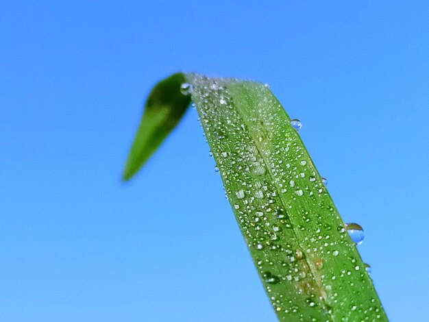 Close-up of water drops on green leaves against clear blue sky