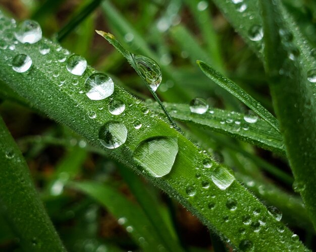 Close-up of water drops on green leaves during rainy season