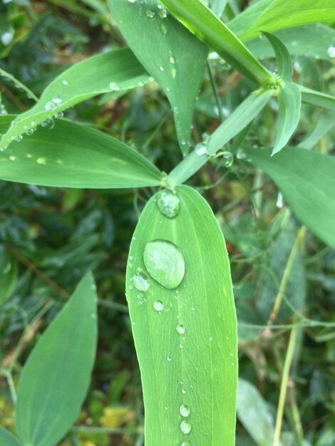 Close-up of water drops on green leaves