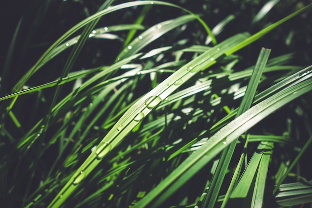 Close up of water drops on green leaves