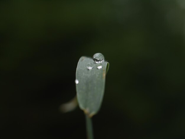 Photo close-up of water drops on leaf