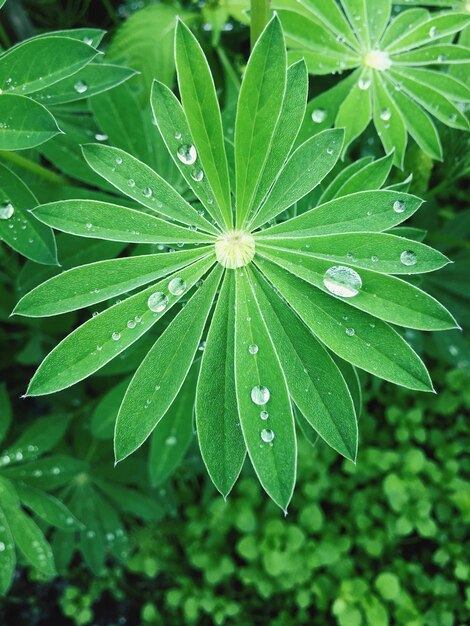 Close-up of water drops on leaf