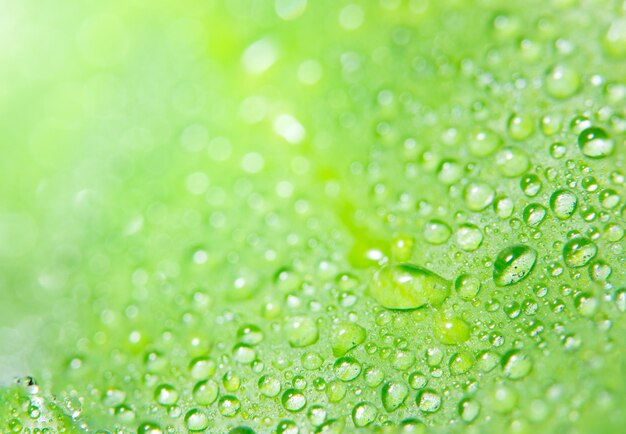 Photo close-up of water drops on leaf
