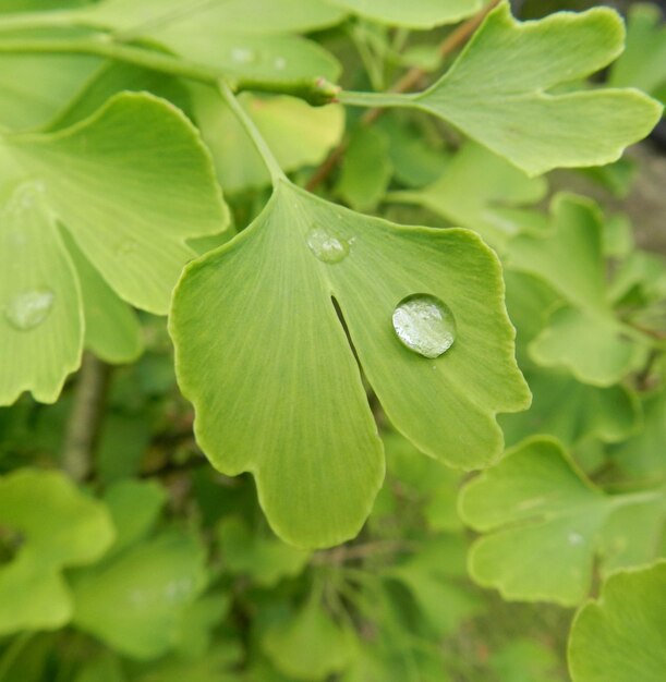 Photo close-up of water drops on leaf