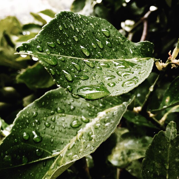 Foto close-up di gocce d'acqua sulla foglia