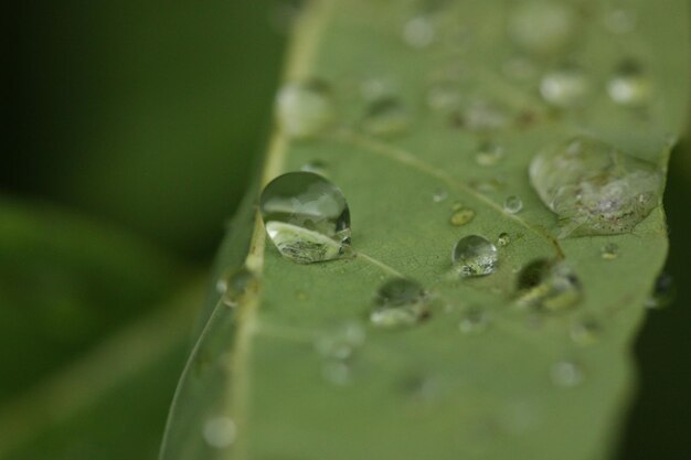 Close-up of water drops on leaf