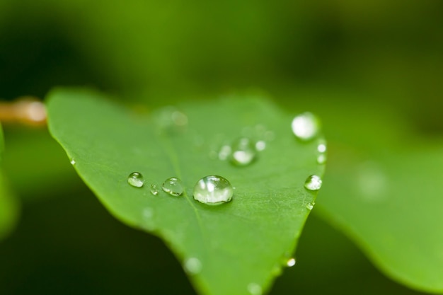 Photo close-up of water drops on leaf