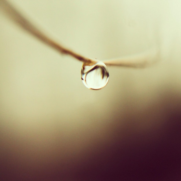 Photo close-up of water drops on leaf