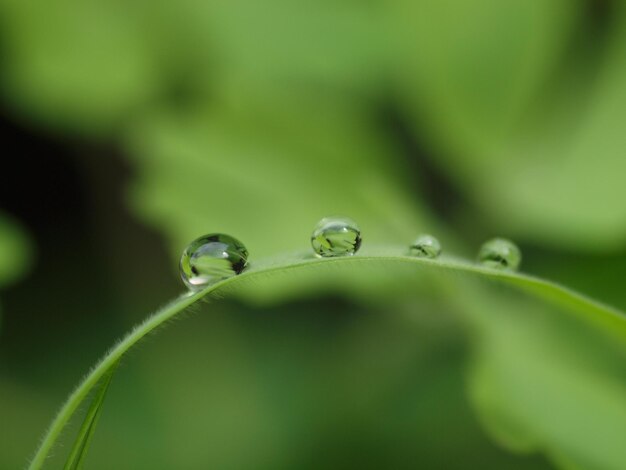 Close-up of water drops on leaf