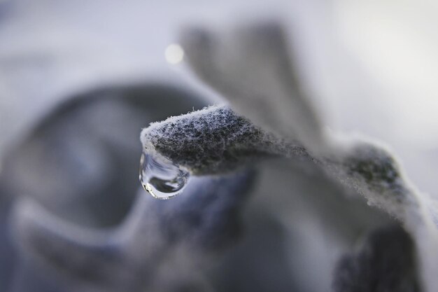 Foto prossimo piano delle gocce d'acqua sulla foglia