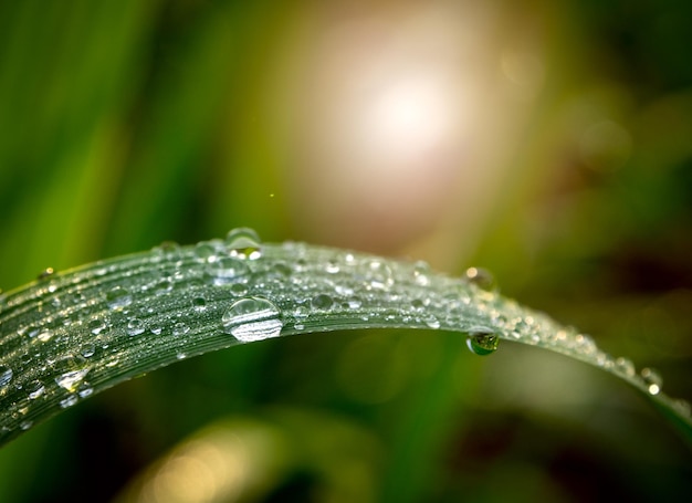 Photo close-up of water drops on leaf