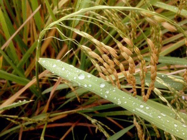 Photo close-up of water drops on leaf