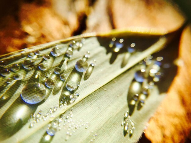 Photo close-up of water drops on leaf