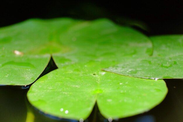 Photo close-up of water drops on leaf