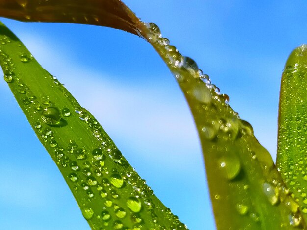 Close-up of water drops on leaf