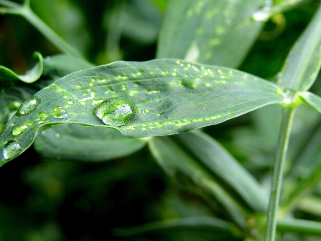 Close-up of water drops on leaf