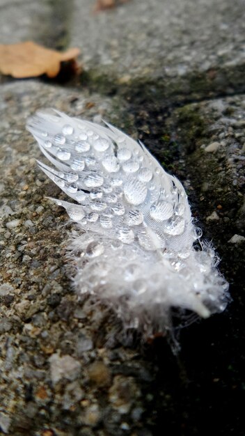 Foto close-up di gocce d'acqua sulla foglia