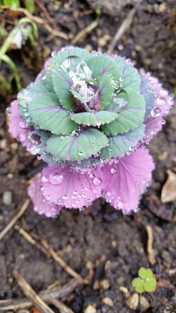 Photo close-up of water drops on leaf