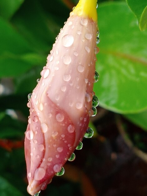 Close-up of water drops on leaf