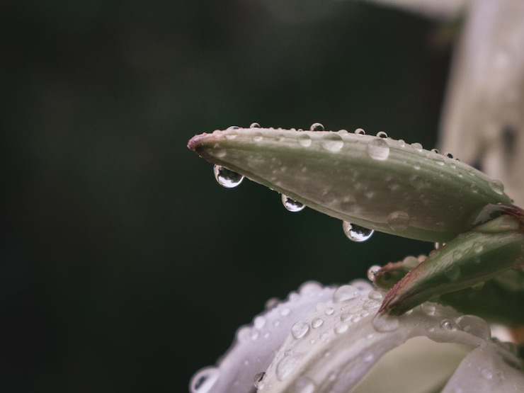 Photo close-up of water drops on leaf