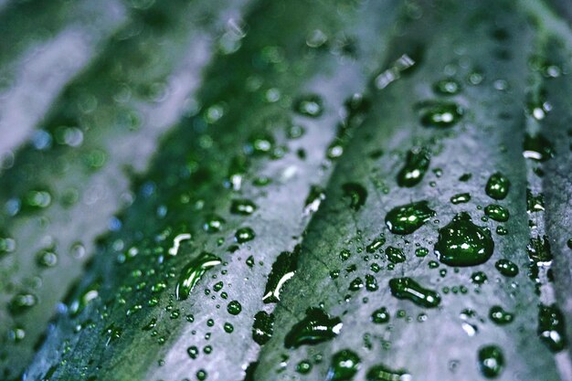 Photo close-up of water drops on leaf