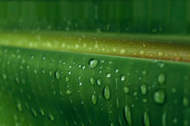 Close-up of water drops on leaf