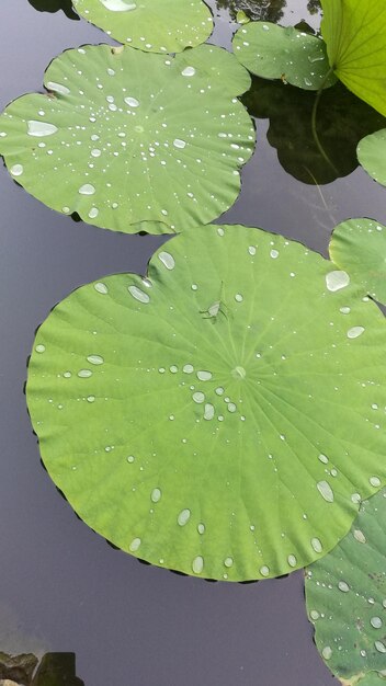 Photo close-up of water drops on leaf