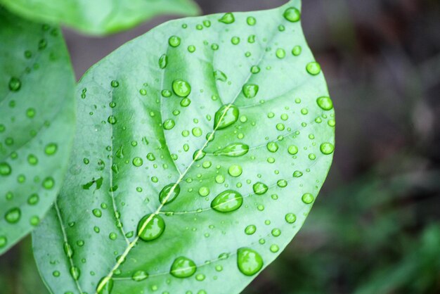 Photo close-up of water drops on leaf