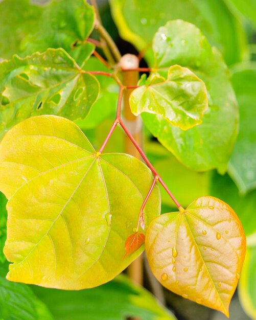 Close-up of water drops on leaf