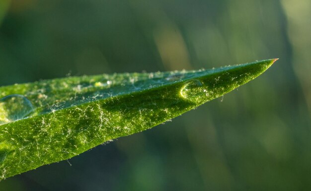 Close-up of water drops on leaf