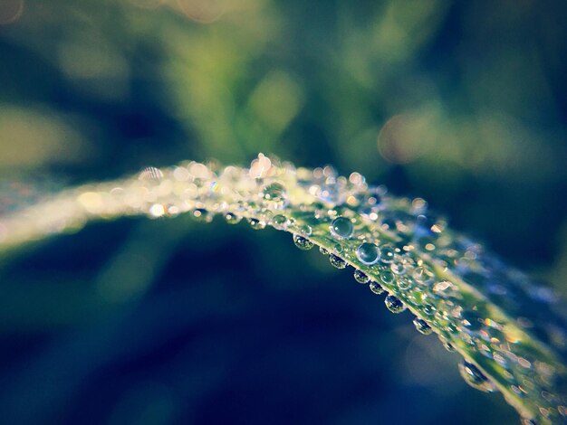 Photo close-up of water drops on leaf