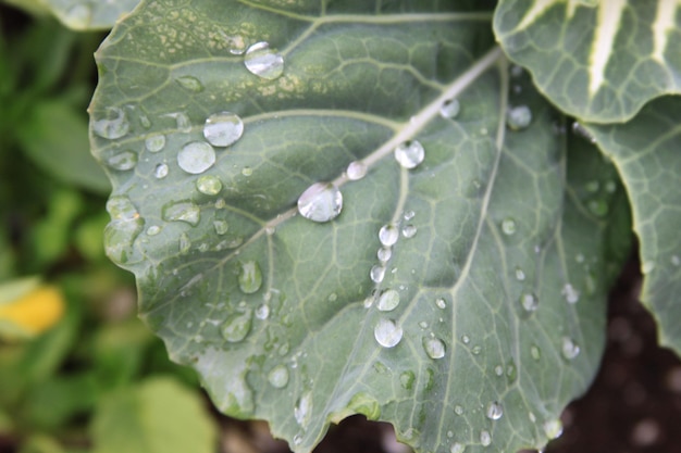 Photo close-up of water drops on leaf