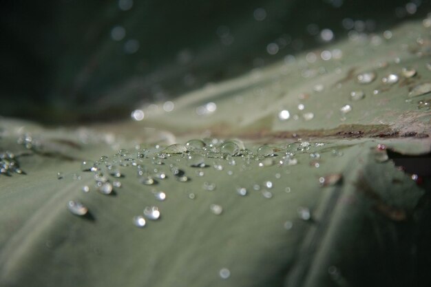 Foto prossimo piano delle gocce d'acqua sulla foglia