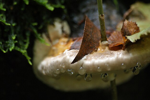 Close-up of water drops on leaf