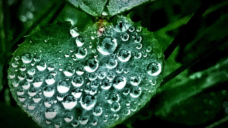 Photo close-up of water drops on leaf