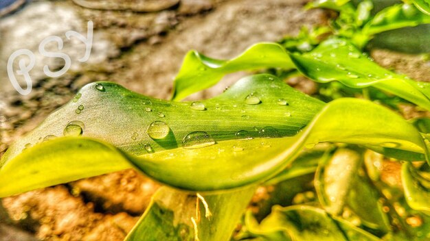 Close-up of water drops on leaf