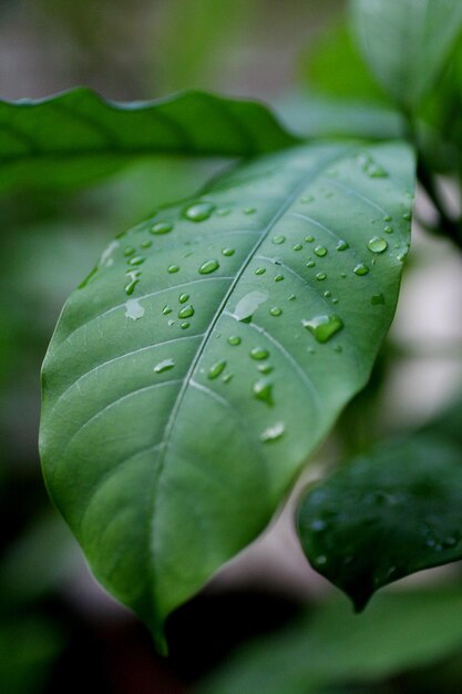 Photo close-up of water drops on leaf