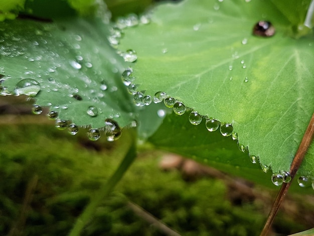 Foto prossimo piano delle gocce d'acqua sulla foglia