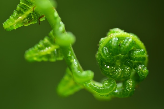 Foto prossimo piano delle gocce d'acqua sulla foglia