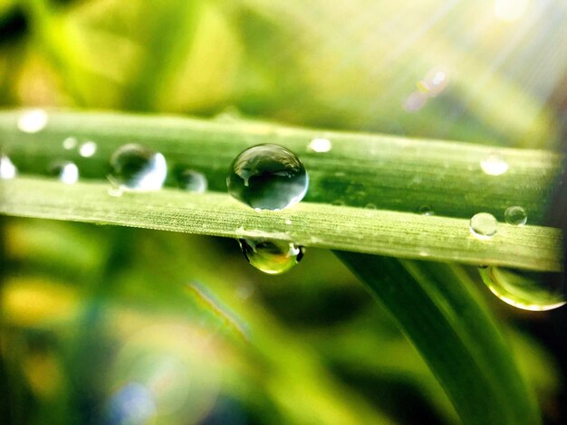 Close-up of water drops on leaf