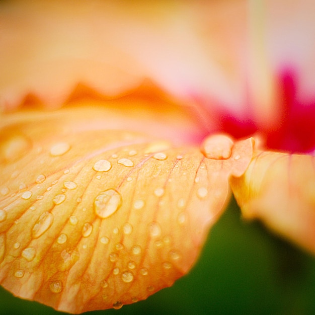 Photo close-up of water drops on leaf