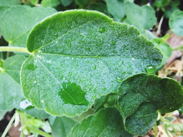 Close-up of water drops on leaf