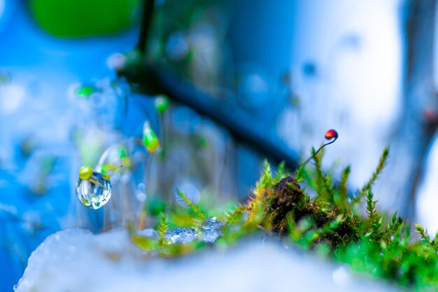 Photo close-up of water drops on leaf