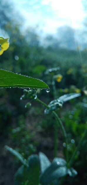 Close-up of water drops on leaf