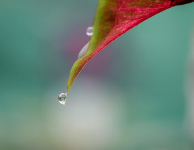 Close-up of water drops on leaf