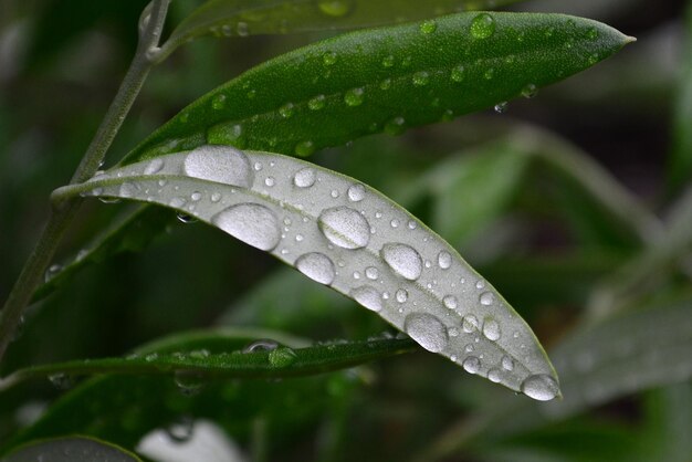 Close-up of water drops on leaf